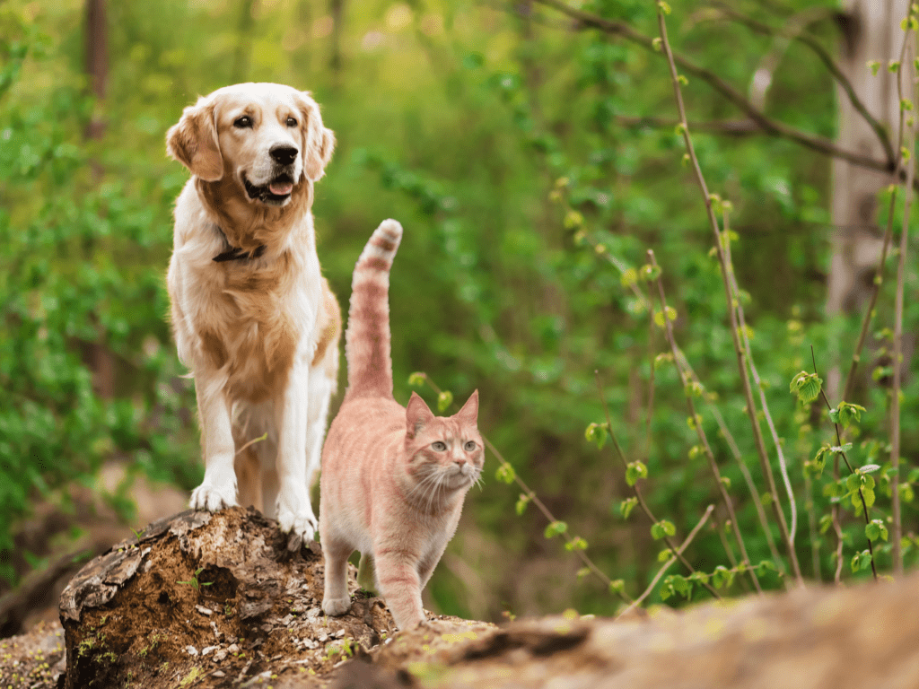 vegan koeratoit ja loodus kass ja koer