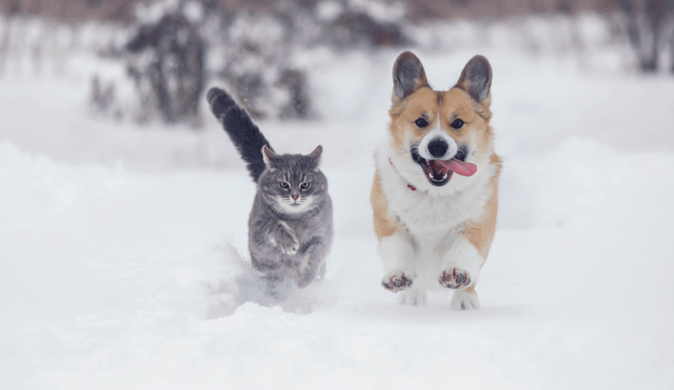 koer ja kass talvel paksu kasukaga