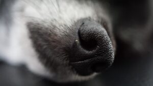 koera nina 